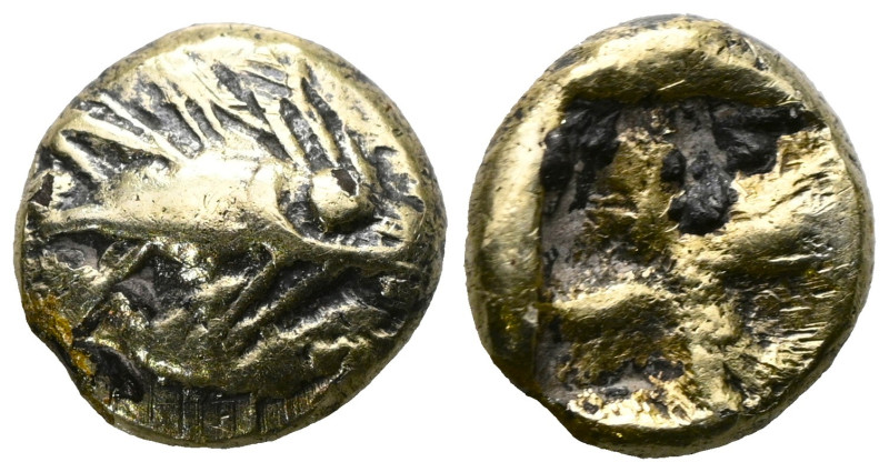 Kyzikos (BC 600-550) EL 1/48 Stater . Large tunny head right / Irregular quadrip...