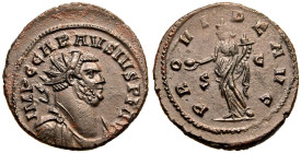 Carausius BI Radiate