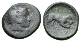 Kings of Macedon. Perdikkas II (451-413 BC). Æ (18mm, 3.58g). Head of Herakles right, wearing lion's skin headdress. R/ Lion standing right, breaking ...