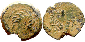 Antiochos VII Sidetes (Seleukid King: 138-129 BC ) bronze coins. Obv.: Head of Lion. Rev.: BAΣIΛEΩΣ ANTIOXOY EYEPΓETOY Club