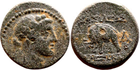 Antiochos III The Great (Seleukid King: 223-187 BC). AE bronze. Obv.: Laureate head of Apollo Rev.: Elephant standing left
