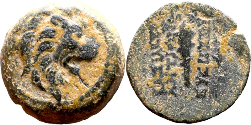Antiochos VII Sidetes (Seleukid King: 138-129 BC ) bronze coins. Obv.: Head of L...