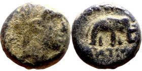Antiochos III The Great (Seleukid King: 223-187 BC). AE bronze. Obv.: Laureate head of Apollo Rev.: Elephant standing right