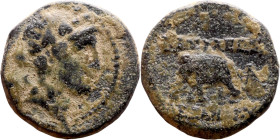 Antiochos III The Great (Seleukid King: 223-187 BC). AE bronze. Obv.: Laureate head of Apollo Rev.: Elephant standing left