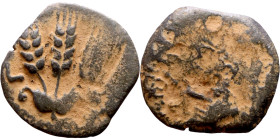 JUDAEA. Jerusalem mint. Agrippa I (under Claudius, 37-44 AD). AE prutah. Obv.: ΒΑCΙΛΕWC ΑΓΡΙΠΑ; Umbrella-like canopy with fringes. Rev.: Three ears of...