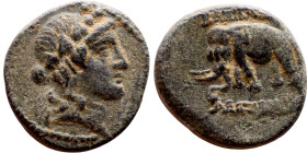Antiochos III The Great (Seleukid King: 223-187 BC). AE bronze. Obv.: Laureate head of Apollo Rev.: Elephant standing left