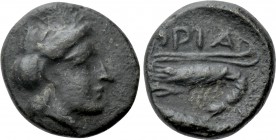 MYSIA. Priapos. Ae (4th-3rd centuries BC).