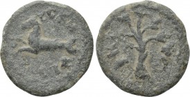 TROAS. Scepsis. Pseudo-autonomous (1st century). Ae.