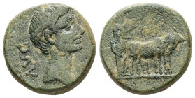 Macedon, Philippi. Augustus, 27 BC-AD 14. AE. 5.16 g. 17.65 mm.
Obv: AVG. Bare head of Augustus, right.
Rev: Two founders driving yoke of oxen right, ...