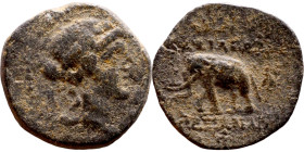 Antiochos III The Great (Seleukid King: 223-187 BC). AE bronze. Obv.: Laureate head of Apollo Rev.: Elephant standing left