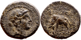 Antiochos III The Great (Seleukid King: 223-187 BC). AE bronze. Obv.: Laureate head of Apollo Rev.: Elephant standing left