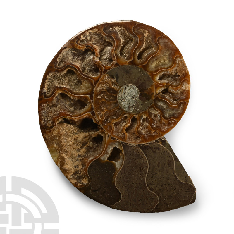 Cut and Polished Fossil Ammonite

Jurassic Period, circa 199-145 million years...