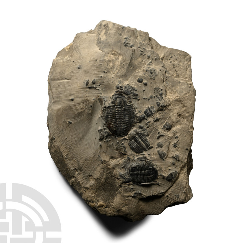 Elrathia Kingii Fossil Trilobites on Matrix

Cambrian Period, circa 541-485 mi...