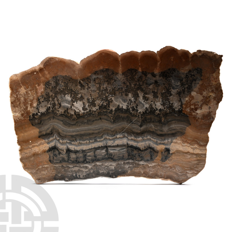 Large Cut and Polished Stromatolite Display Slice

A roughly rectangular secti...