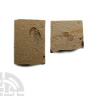 Fossil Shrimp Plate Pair
