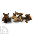 Fossil Equus Ice Age Horse and Woolly Rhino Vertebra Group