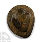 Polished Fossil Goniatite Plate