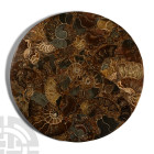Large Cut and Polished Fossil Ammonite Plate