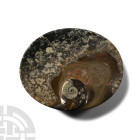 Polished Fossil Goniatite Bowl