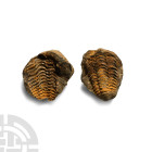 Flexicalymene Fossil Trilobite in Nodule