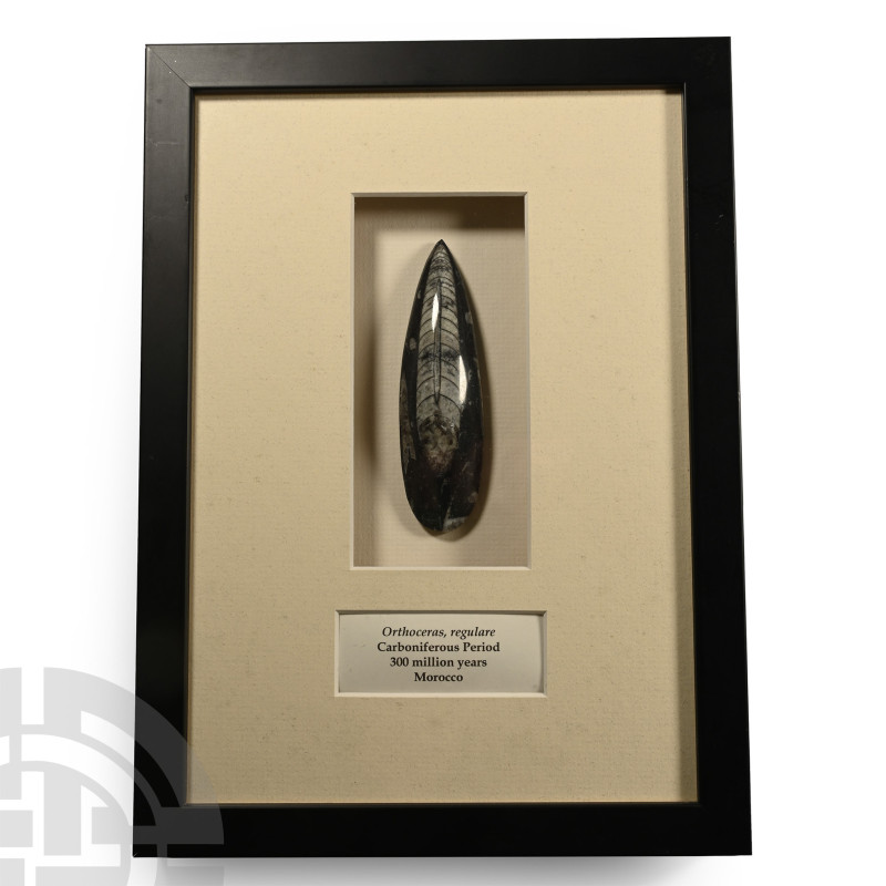 Framed Polished Fossil Orthoceras Specimen

Carboniferous Period, circa 300 mi...