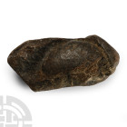 Fossil Whale Ear Bone