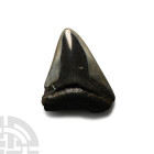 Fossil Megalodon Giant Shark's Tooth