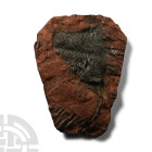 Fossil Crinoid Plate