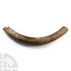 Fossil Adult Woolly Mammoth Tusk Section