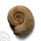 Perisphinctes Fossil Ammonite
