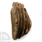 Fossil Woolly Mammoth Tooth Partial