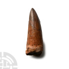 Large African 'T-Rex' Fossil Dinosaur Tooth