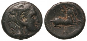 AE 20. 221-179 d.C. FILIPO V. MACEDONIA. Anv.: Cabeza de Hércules a derecha con piel de león. Rev.: Dos cabras arrodilladas a derecha, encima BA, mono...
