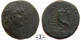 Antiochos VIII Seleucia, AE23 Antioch 121-96 BC. Diademed head right, within dotted border / BASILEWS ANTIOCOU EPIFANOUS, two cornucopiae, PE* to left...