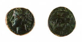 Sicilia 
Siracusa - Gerone II (274-216 a.C.) - AE19 - Diritto: testa laureata di Kore a sinistra; nel campo a destra un fiore di papavero - Rovescio:...