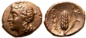 Lucania, Metapontion, Æ17