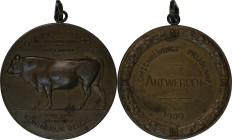 Belgium. Antwerp Æ Medallion "Belgium Agricultural Society award for Breed of Cow". 1909.