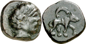 Iltirta (Lleida). AE 20. (FAB. 1484 var) (ACIP. 1277). Campos repasados. Muy escasa. 8,27 g. MBC+.