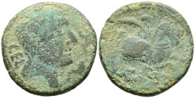 CELSE (Velilla del Ebro, Zaragoza). As. (Ae. 13,72g/29mm). 120-50 a.C. (FAB-773). Anv: Cabeza a derecha con manto y fíbula a derecha, delante dos delf...