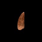 Natural History - Large African 'T-Rex' Fossil Tooth
Cretaceous Period, Aptian Stage, 125-113 million years BP. A very large tooth of the Carcharodon...