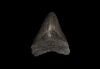 Natural History - Massive Carcharocles Megalodon Fossil Shark's Tooth
Pliocene to Miocene Epoch, 4-7 million years BP. An exceptionally large Carchar...
