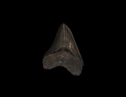 Natural History - Carcharocles Megalodon Fossil Giant Shark's Tooth
Late Miocene Epoch, 5-7 million years BP. A high quality Carcharocles megalodon s...