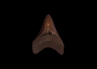 Natural History - Carcharocles Megalodon Fossil Giant Shark's Tooth
Early Pliocene Epoch, 4 million years BP. An unusually chocolate-coloured Carchar...