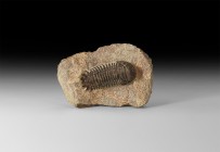 Natural History - Crotalocephalus Fossil Trilobite
Upper Devonian Period, 385-359 million years BP. An A-grade Crotalocephalus gibbus trilobite on a ...