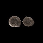 Natural History - Whitby Fossil Ammonite
Lower Jurassic, Toarcian Stage, Upper Lias, Grey Shales, 199-175 million years BP. A split Dactylioceras com...