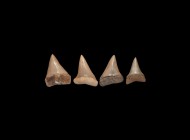 Natural History - Great White Fossil Shark Tooth Collection
Pliocene Epoch, 5-3 million years BP. A group of four Carcharodon sp. and Carcharodon car...