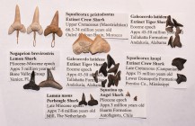 Natural History - Extinct Fossil Shark Tooth Collection
Late Cretaceous-Pliocene Period, 75 - 3 million years BP. A mixed group of fossil shark teeth...