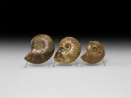 Natural History - Opal Lustre Fossil Ammonite Group
Cretaceous Period, Albian Stage, 113-100 million years BP. A group of three Cleoniceras sp. ammon...