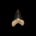 Natural History - Carcharocles Megalodon Fossil Giant Shark's Tooth
Pliocene to Miocene Epoch, 7-4 million years BP. A Carcharocles megalodon shark t...