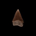 Natural History - Great White Shark Fossil Tooth
Early Pleistocene Epoch, 1 million years BP. A rare example of Carcharodon carcharias shark tooth in...